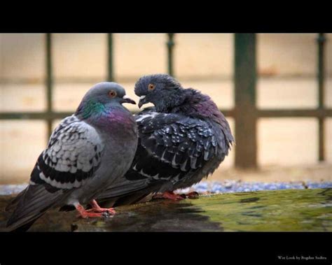 Identify Male And Female Pigeons 8 Big Differences