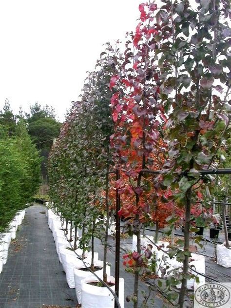 Reaching up to 15 feet tall at maturity, this small there is perhaps no other tree as recognizable for its spring flowers than the flowering japanese cherry. Tall Narrow Privacy Trees | Shapeyourminds.com