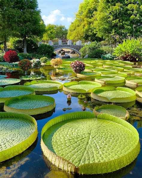 I Want To Show You All The Beauty Of Lily Pads Rgardening