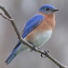 Songbirds at Creekside | Thoreau Farm