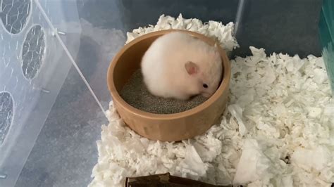 Hamster Sand Bath Youtube