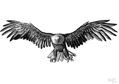 Image Result For Eagle Drawings Eagle Wing Tattoos Small Eagle