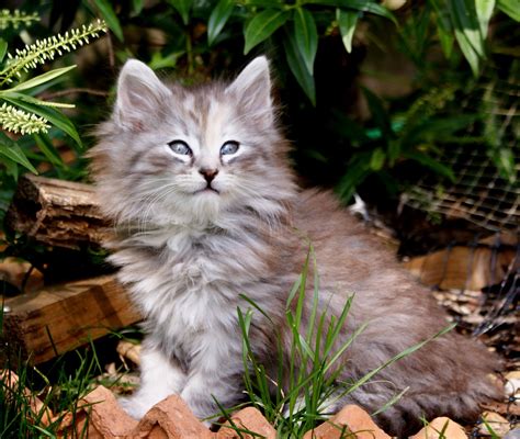 The Adventures Of Norskwood Norwegian Forest Cats New Kitten Photos