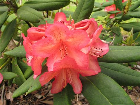 Whitneys Orange Rhododendrons Direct