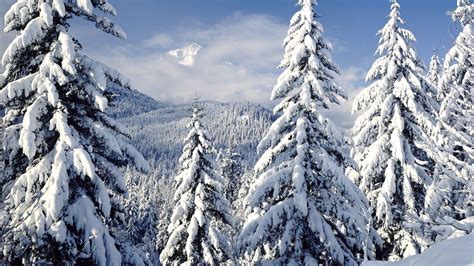 Snowy Trees Wallpapers Top Free Snowy Trees Backgrounds Wallpaperaccess