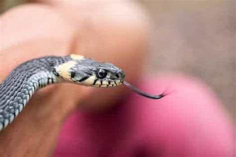 Pet snakes typically cost around $75 or more. Raising Baby Garter Snake (In 3 Really Simple Steps ...