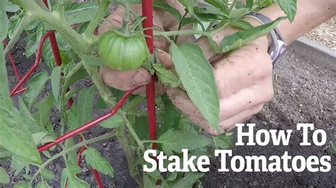 How To Stake Tomato Plants Gardeners Supply Youtube