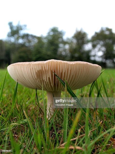 Amanita Rubescens Blusher Mushroom Dorset Uk News Photo Getty Images