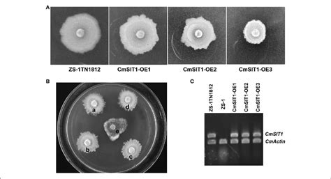 The Colony Morphology Of The Cmsit1 Overexpression Transformants Of
