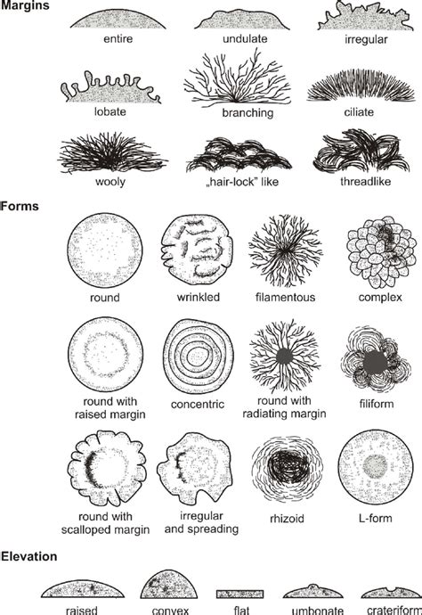 Colony Morphology Chart