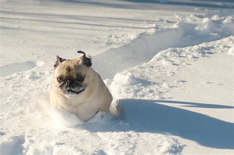 Pugs Do Snow Days