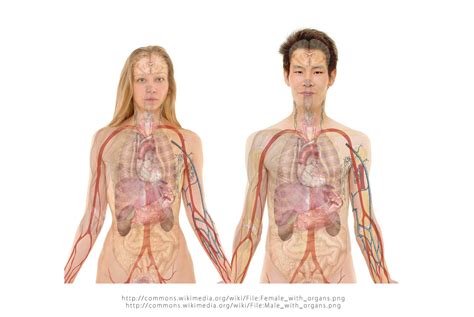 Mendefinisikan Ulang Terminologi Anatomi Whitecoathunter