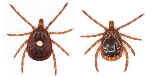 Common Ticks Of Oklahoma And Tick Borne Diseases Oklahoma State