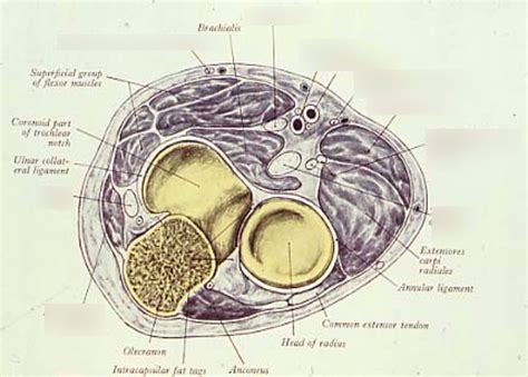 Cross Section Of Elbow And Cubital Fossa Diagram Quizlet