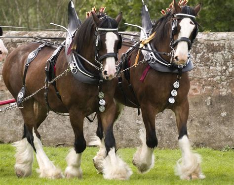 A Clydesdale Horse Profile
