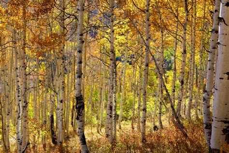 Aspen Trees In Banff National Park In Autumn Time Stock Photo Image