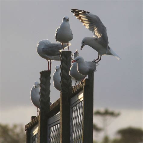 Roost Gulls At Sunset Noosa Qld Birds Animals Summer Ocean Sea