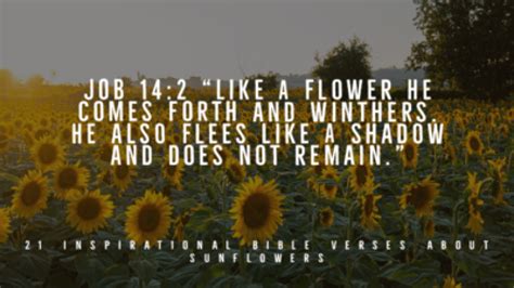 Bible Verses About Sunflowers CHURCHGISTS