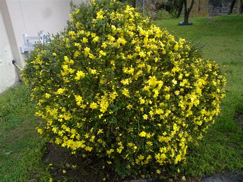 Safeer Desta Yellow Flowering Bush Uk Check Out Our Yellow Flowering