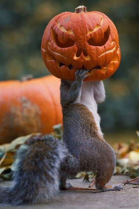 Happy Halloween Animals Beautiful Funny Animal Pictures Cute Animals