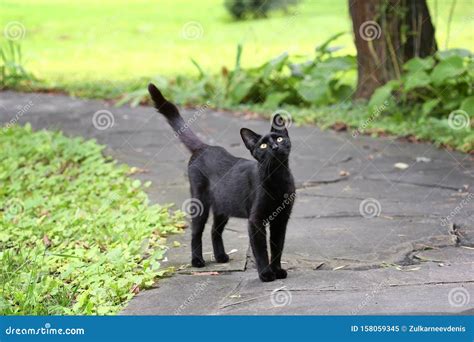 Black Cat On The Pavement With A Raised Tail Stock Image Image Of