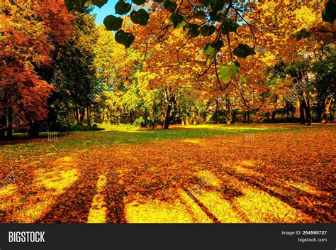 Autumn Trees Sunny Image And Photo Free Trial Bigstock