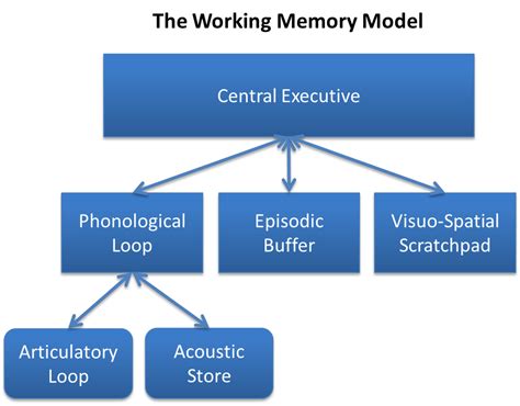Working Memory Wikipedia