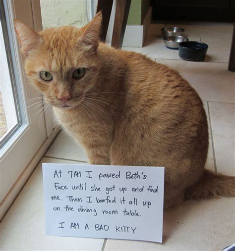 He Wasnt Even Sorry Bad Cats Funny Cat Pictures Cat And Dog Memes