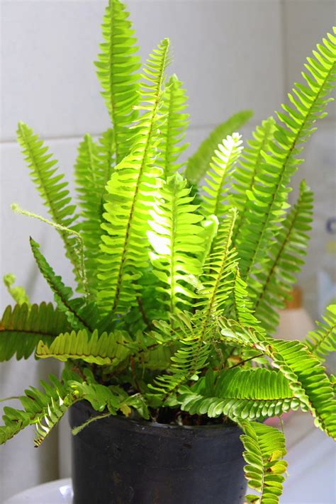 The Ultimate Guide To Indoor Fern Varieties Houseplant Resource Center