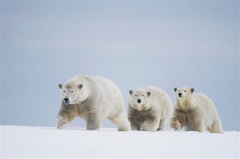 Female Polar Bear With A Pair Of Cubs Photograph By Steven Kazlowski