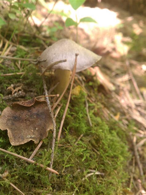 Michigan Mushroom Id Mushroom Hunting And Identification Shroomery