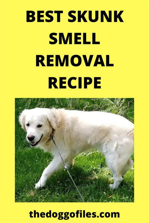 How To Remove Skunk Smell From Dog Collar