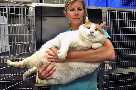 Overweight Cats Pictures Who Wants A Fatty Catty