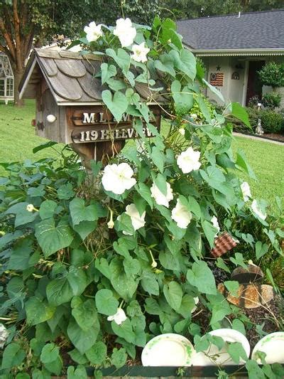 Cherry Hill Cottage Moonflower Vine
