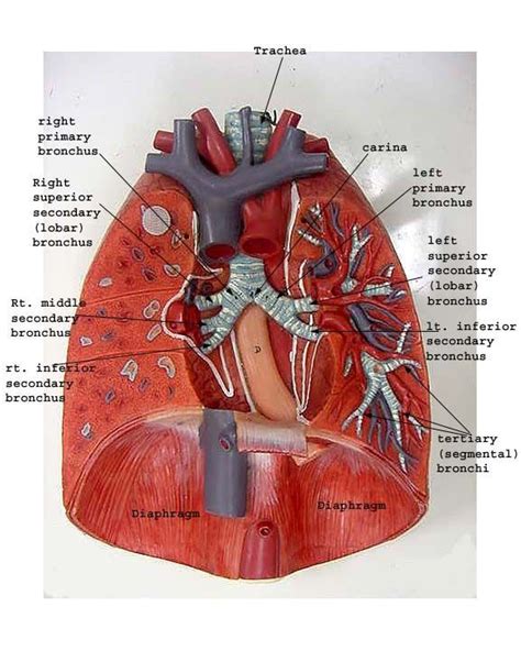 Labeled Human Torso Model Diagram The Muscles Of The Arm And Hand Are