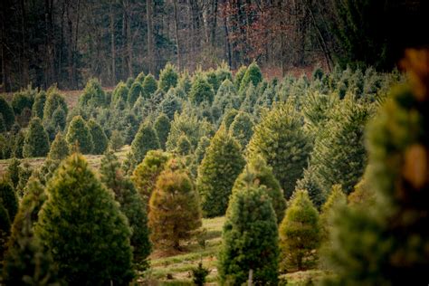 10 Best Christmas Tree Farms In Virginia For Festive Fun 2022