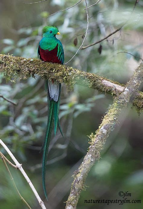 The Resplendent Quetzal Is The National Bird Of Guatemala And From The