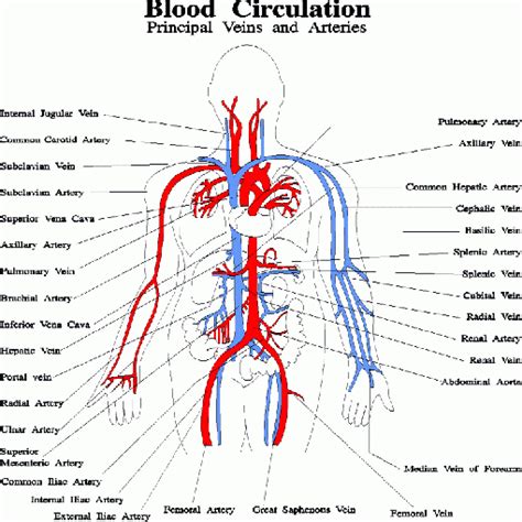 Medical Pictures Info Circulatory System Diagram