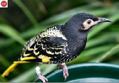 Ăn Mật Nhiếp Chính đông Úc Regent Honeyeater Eastern Australia