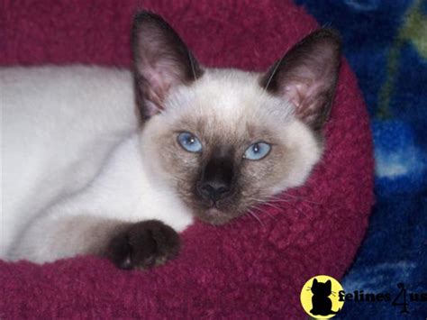 Siamese Kitten For Sale Traditional Siamese Kittens For Sale 15 Yrs