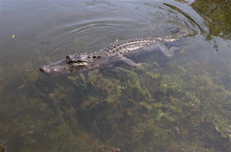 Louisiana Sues California Over The Right To Sell Alligator Skins