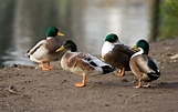 patos, Salvajes, Aves, Animales Wallpapers HD / Desktop and Mobile ...