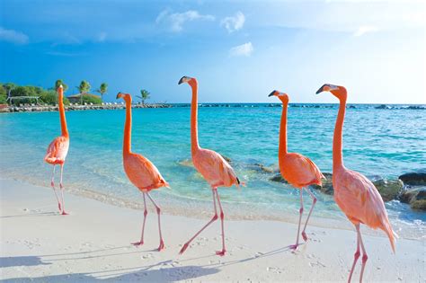Flamingo Beach Aruba Come Arrivare Dove Alloggiare Wzrost