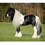 7 Interesting Facts About Gypsy Vanner You Probably Didn’t Know – Horse 