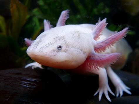 Amazing Mexican Axolotl Mexican Axolotl Facts Photos Information Habitats News World