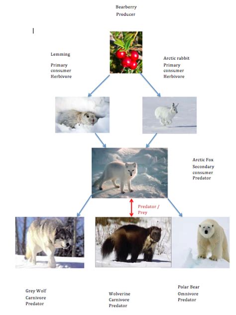 Tundra Food Chain Pictures Install