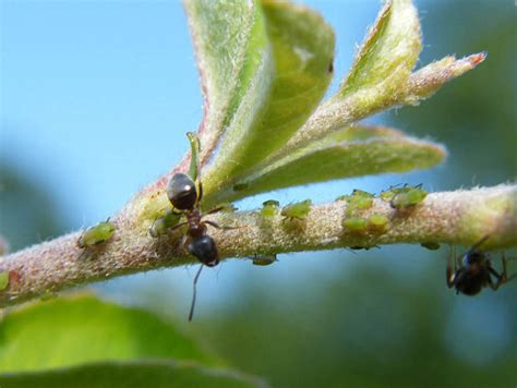 Those in this aggressive ant species respond to attacks by biting and stinging, so they're dangerous to have around. Be on the Lookout for these Pesky Bugs | Colorado Springs ...