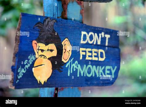 Sign Dont Feed The Monkey Thailand Koh Phi Phi Stock Photo Alamy
