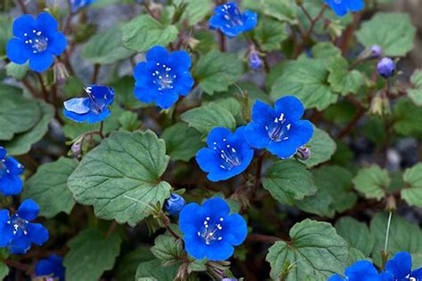 Blue Flowers Garden Of Earthly Delights Plants