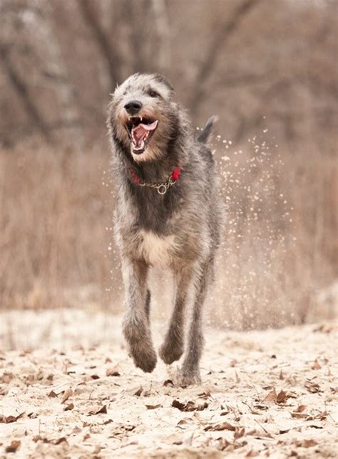 Best Dog Food For Irish Wolfhounds The Gentle Giants
